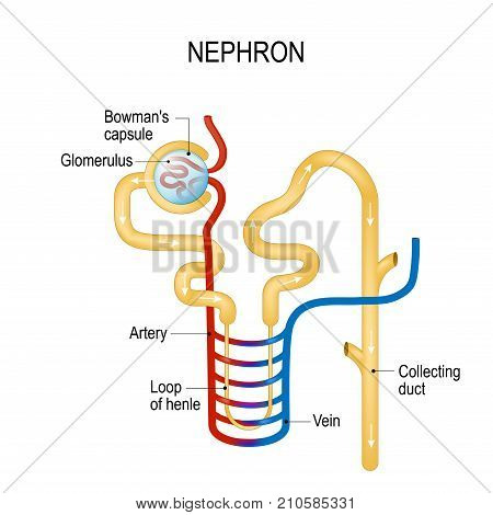 Nephron Diagram